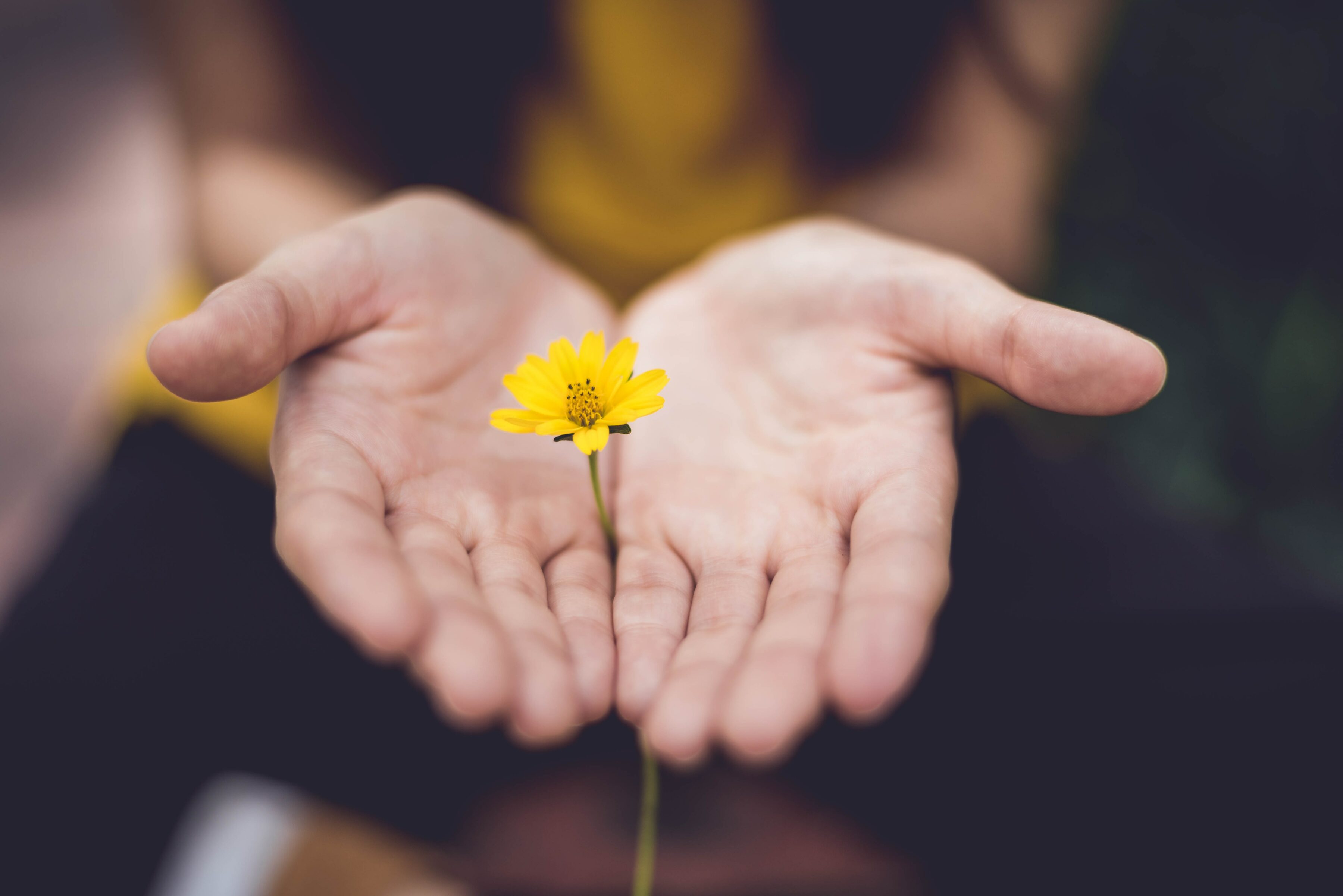 An open palm holding a flower to represent mindfulness.